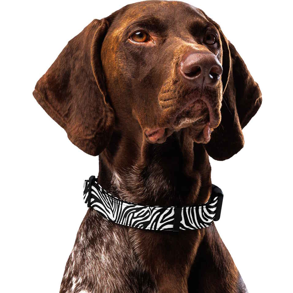 Zebra Dog Collar & Leash