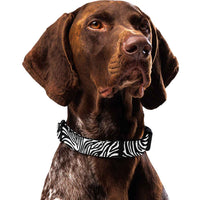 Zebra Dog Collar & Leash