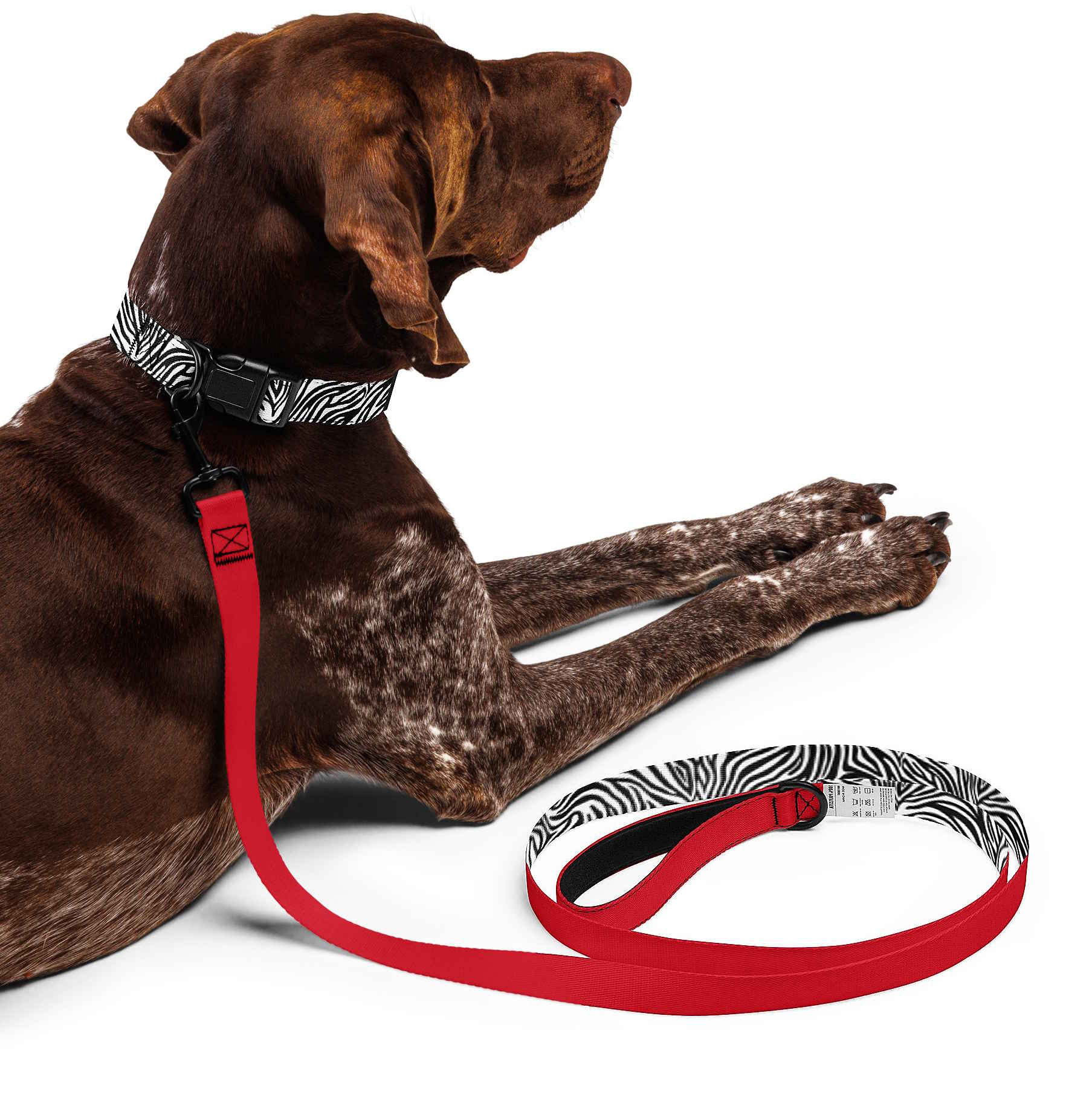 Zebra Dog Collar & Leash