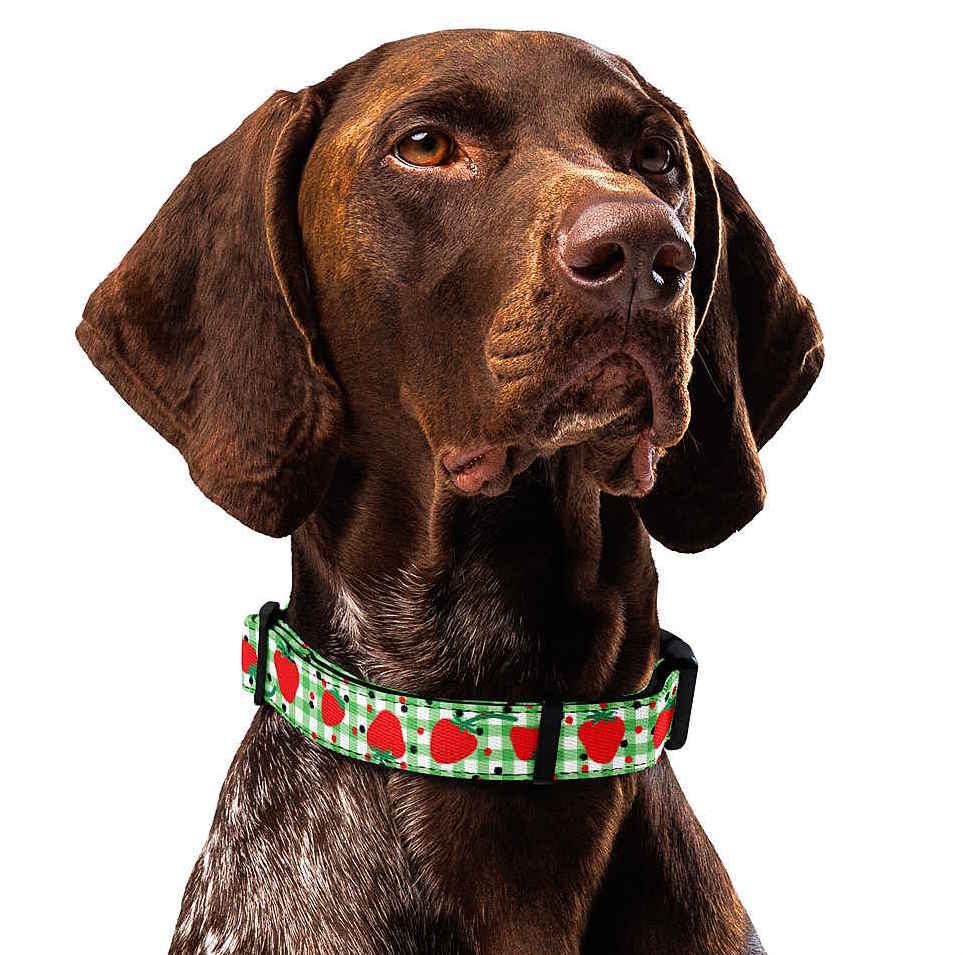 Strawberry Gingham Dog Collar & Leash