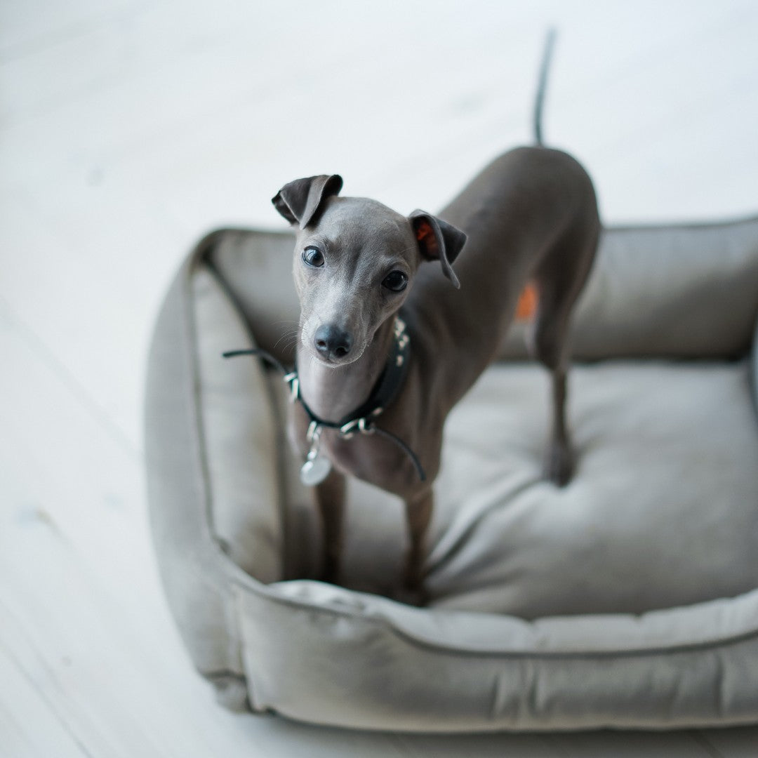 Classic Velvet Sleeper Dog Bed in Gray - Chester & Lee