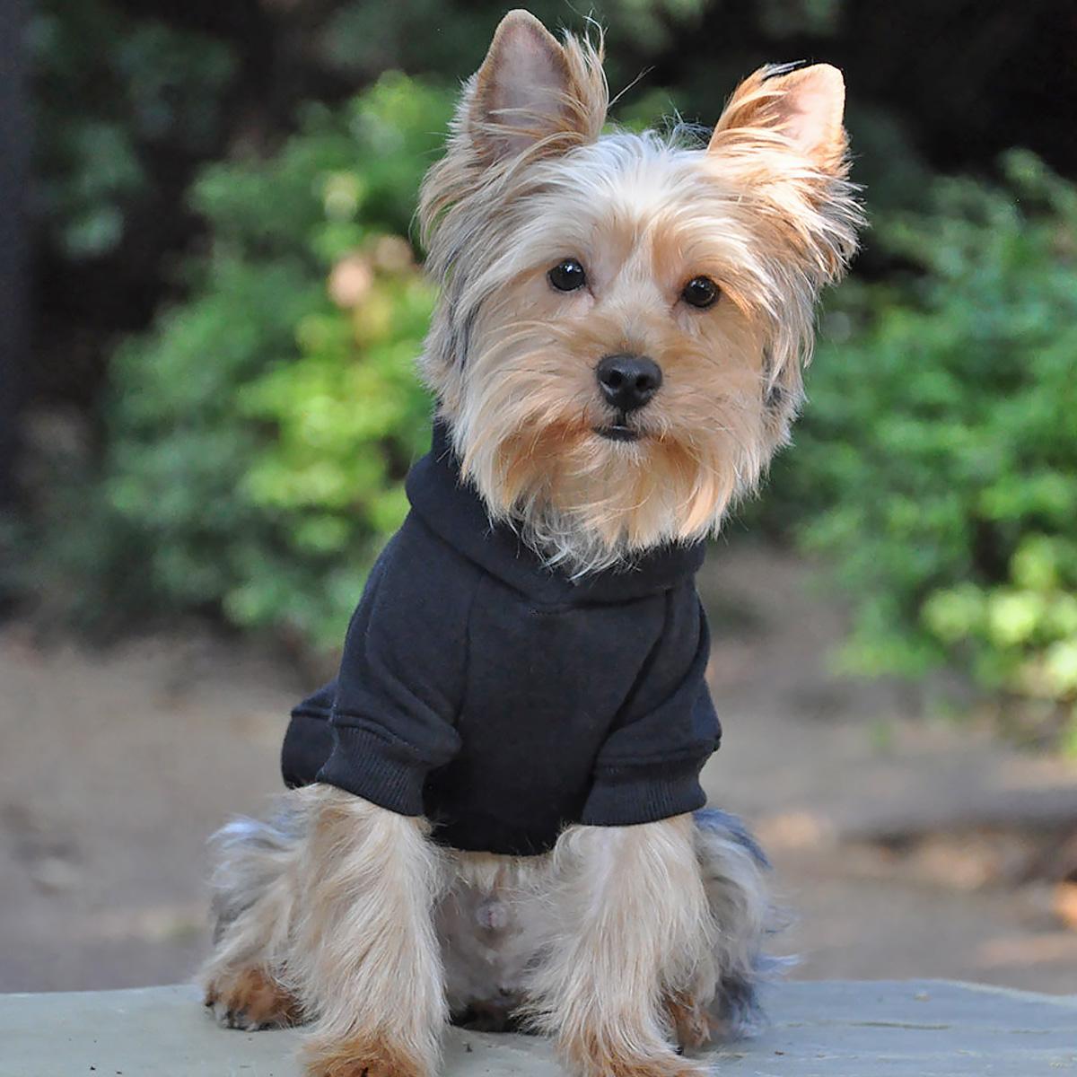 Dog Hoodie