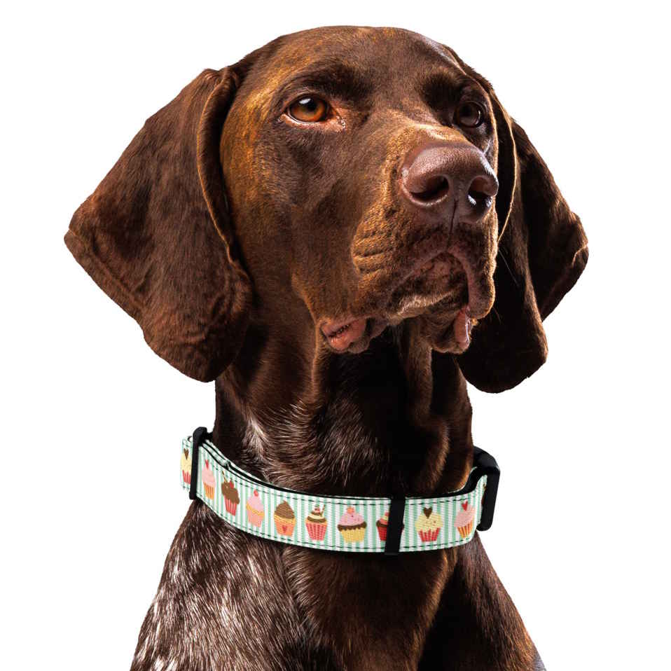 Dog collar and leash set with cupcake pattern on a green and white striped background