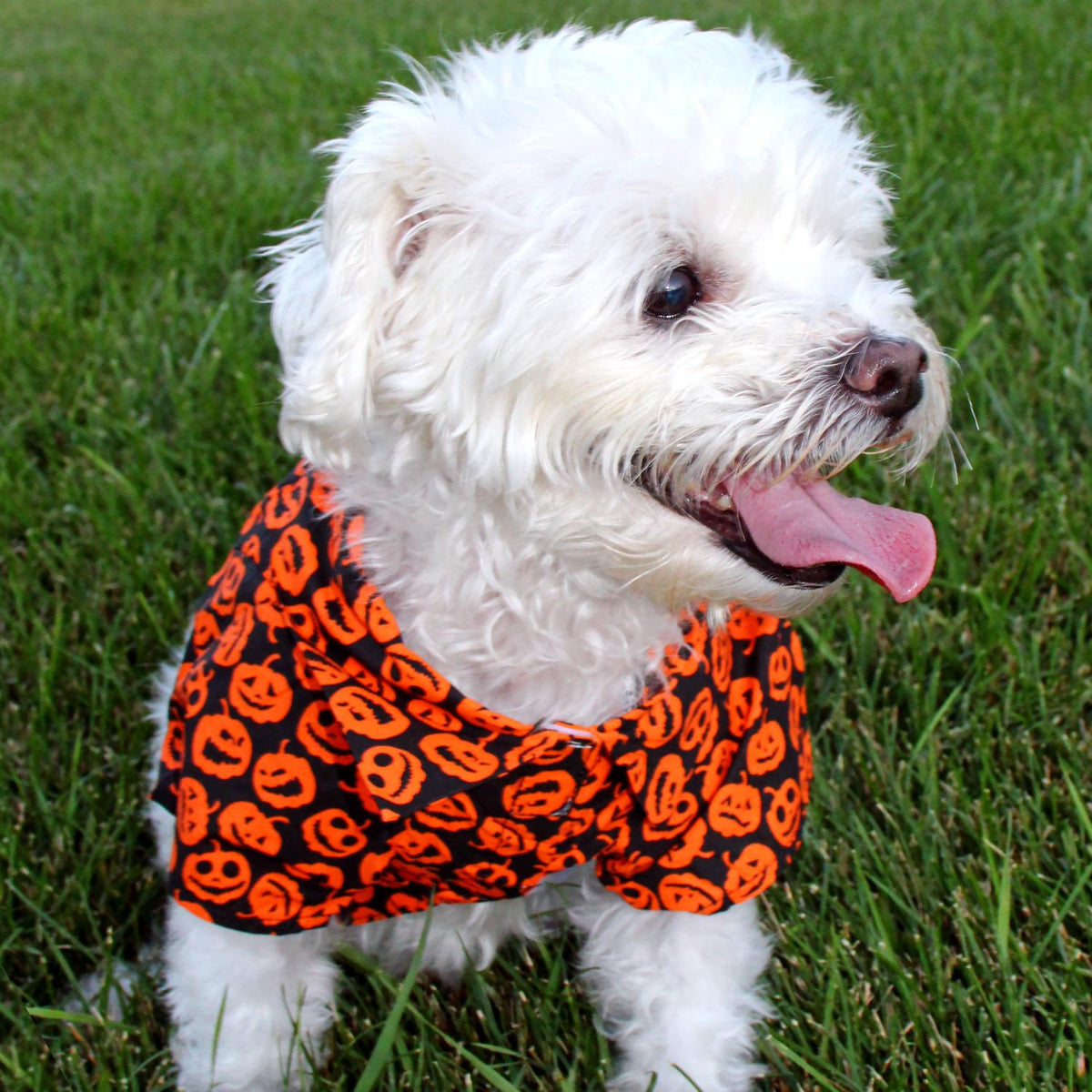 Jack-o-Lanterns Halloween Dog Camp Shirt