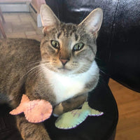 Fish Cat Toy with Organic Catnip