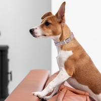 Brass: MEDIUM (15-18"long, 3/4"wide) Biothane Collar