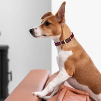 Brass: EXTRA SMALL (9-12"long, 1/2"wide) BioThane Collar