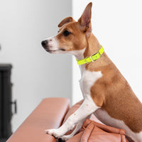 Brass: XL (22-25"long, 1"wide) Biothane Collar