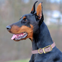 Brass: XL (22-25"long, 1"wide) Biothane Collar