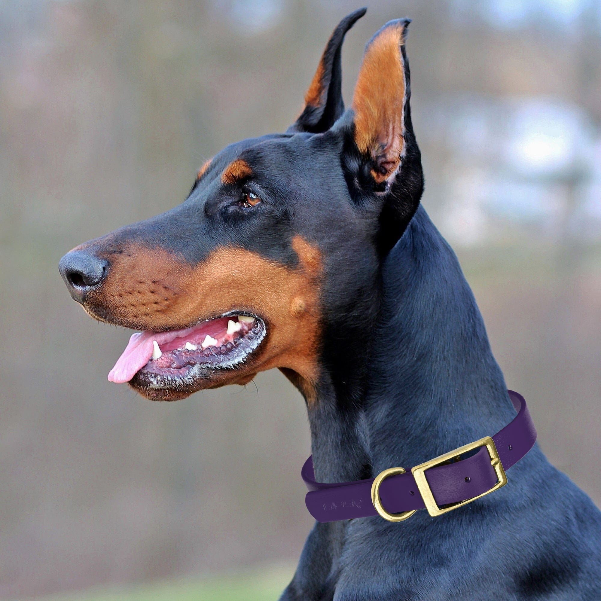 Brass: SMALL (12-15"long, 5/8"wide) BioThane Collar