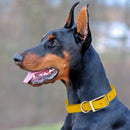 Brass: LARGE (18-22"long, 1"wide) Biothane Collar