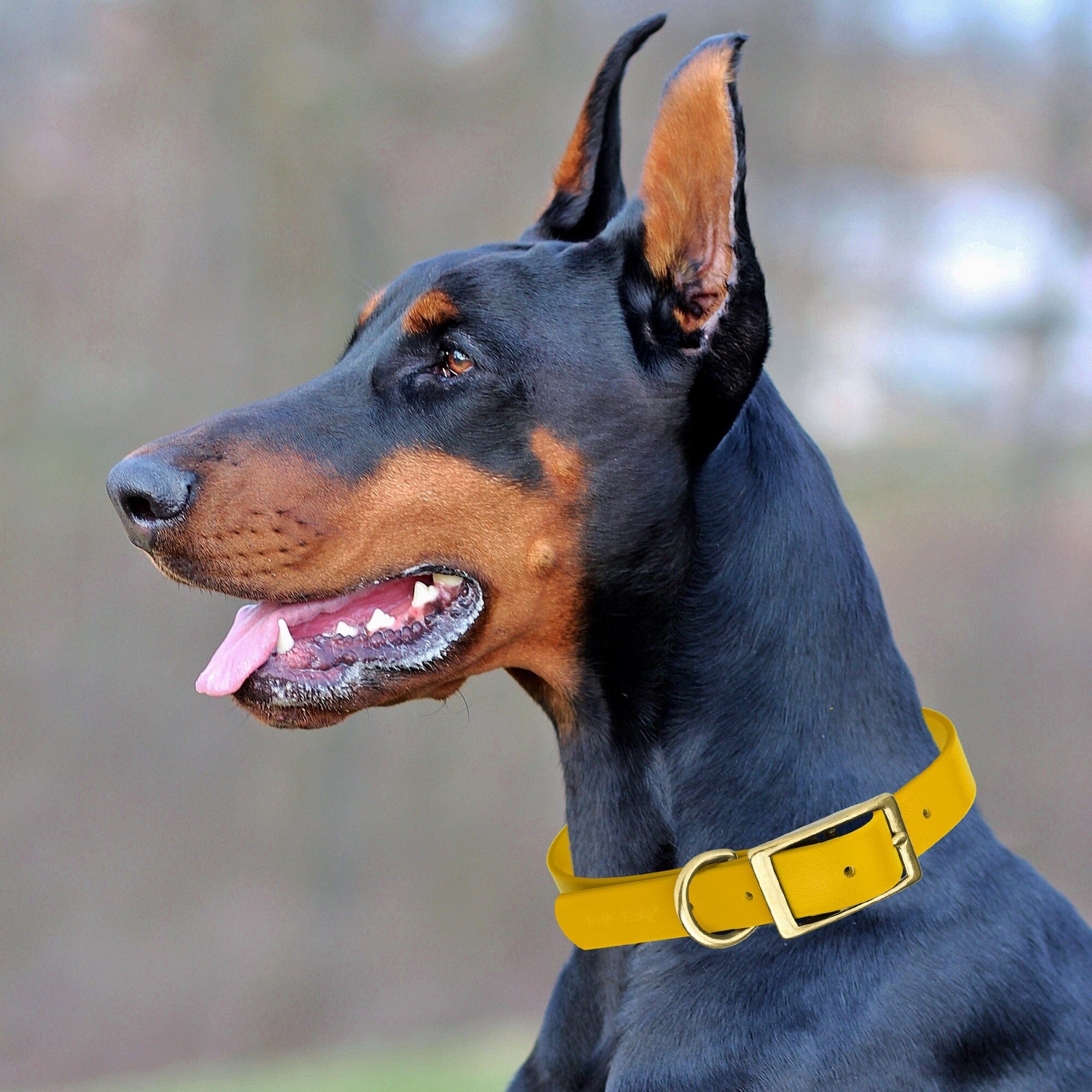 Brass: LARGE (18-22"long, 1"wide) Biothane Collar