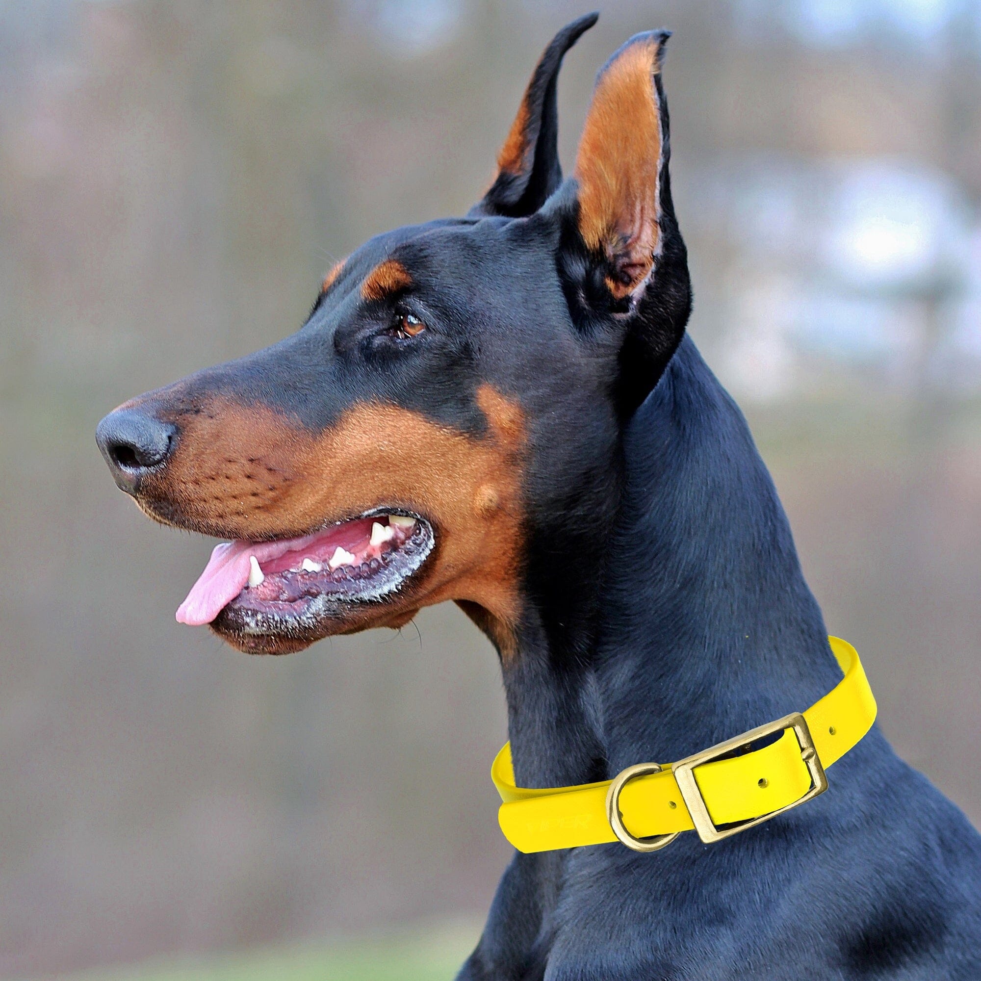 Brass: EXTRA SMALL (9-12"long, 1/2"wide) BioThane Collar