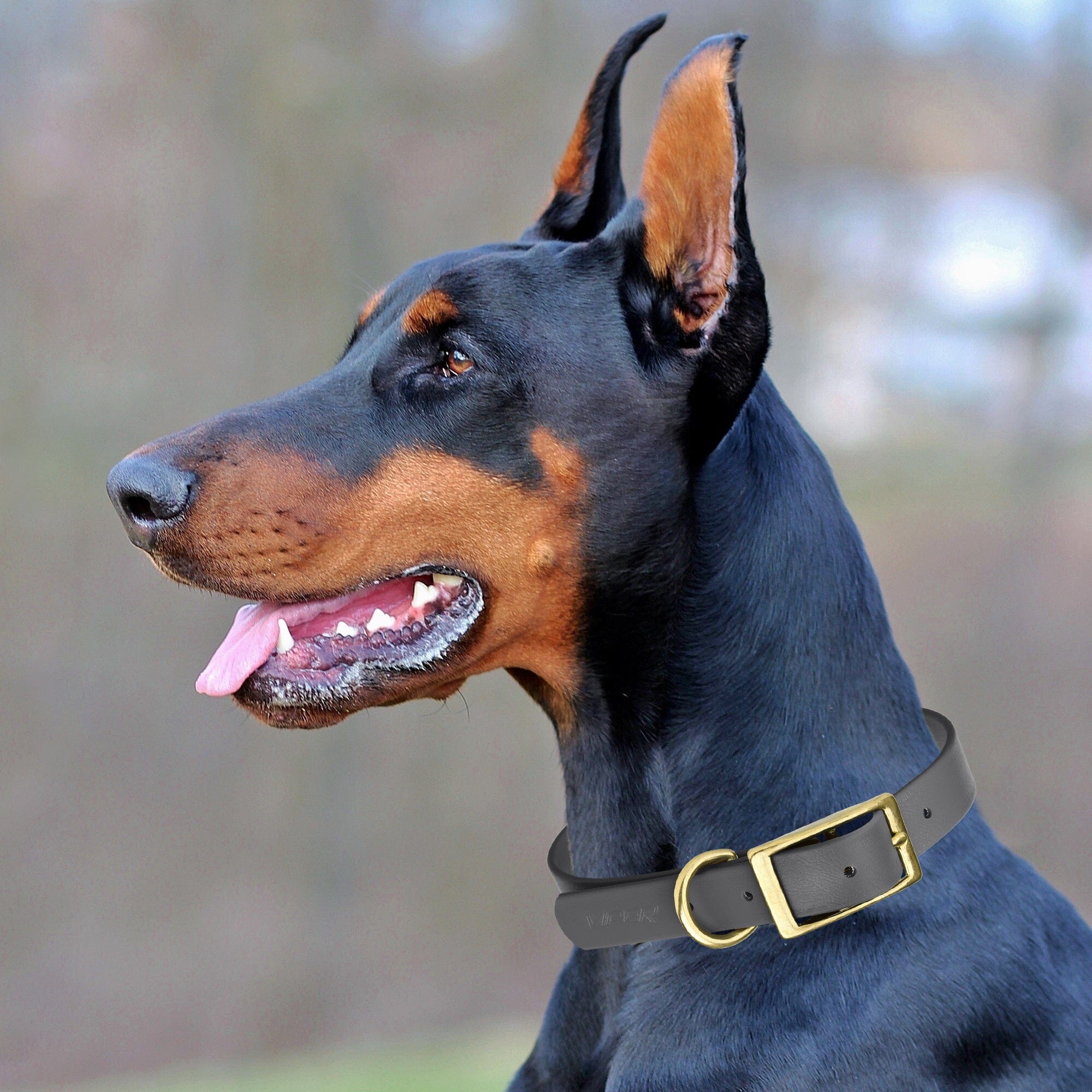 Brass: MEDIUM (15-18"long, 3/4"wide) Biothane Collar