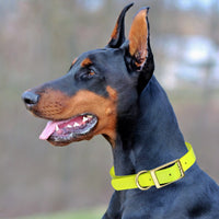 Brass: XXL (24-28"long, 1.5"wide) Biothane Collar