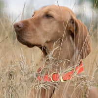 Brass: SMALL (12-15"long, 5/8"wide) BioThane Collar