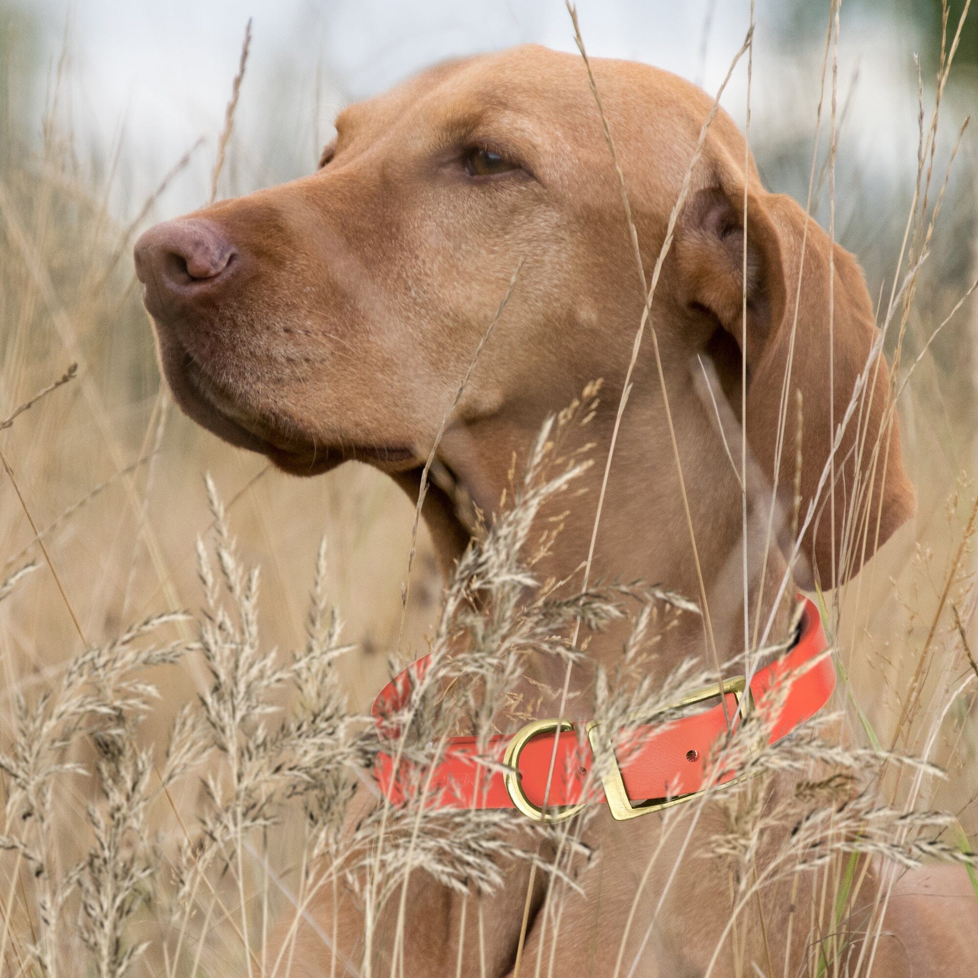 Brass: SMALL (12-15"long, 5/8"wide) BioThane Collar