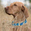 Brass: LARGE (18-22"long, 1"wide) Biothane Collar