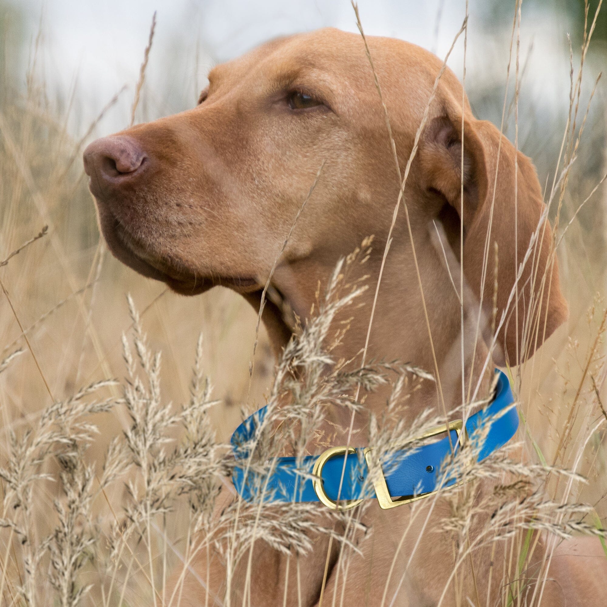 Brass: LARGE (18-22"long, 1"wide) Biothane Collar