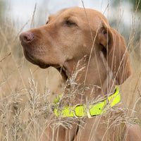 Brass: MEDIUM (15-18"long, 3/4"wide) Biothane Collar