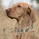 Brass: XL (22-25"long, 1"wide) Biothane Collar