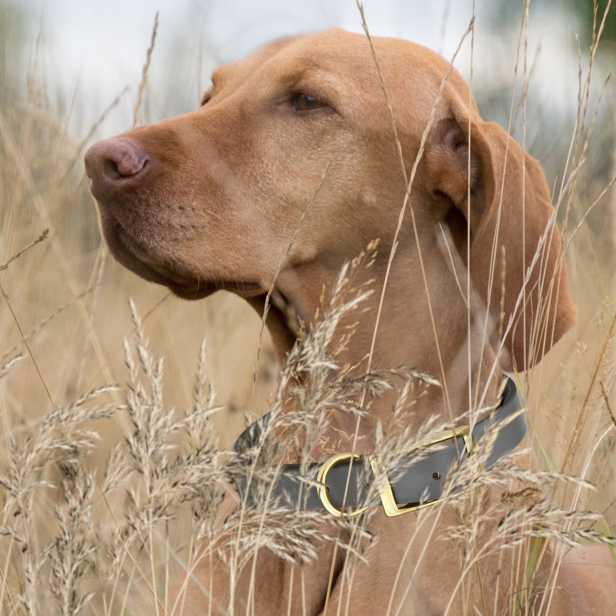 Brass: XL (22-25"long, 1"wide) Biothane Collar
