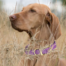Brass: EXTRA SMALL (9-12"long, 1/2"wide) BioThane Collar