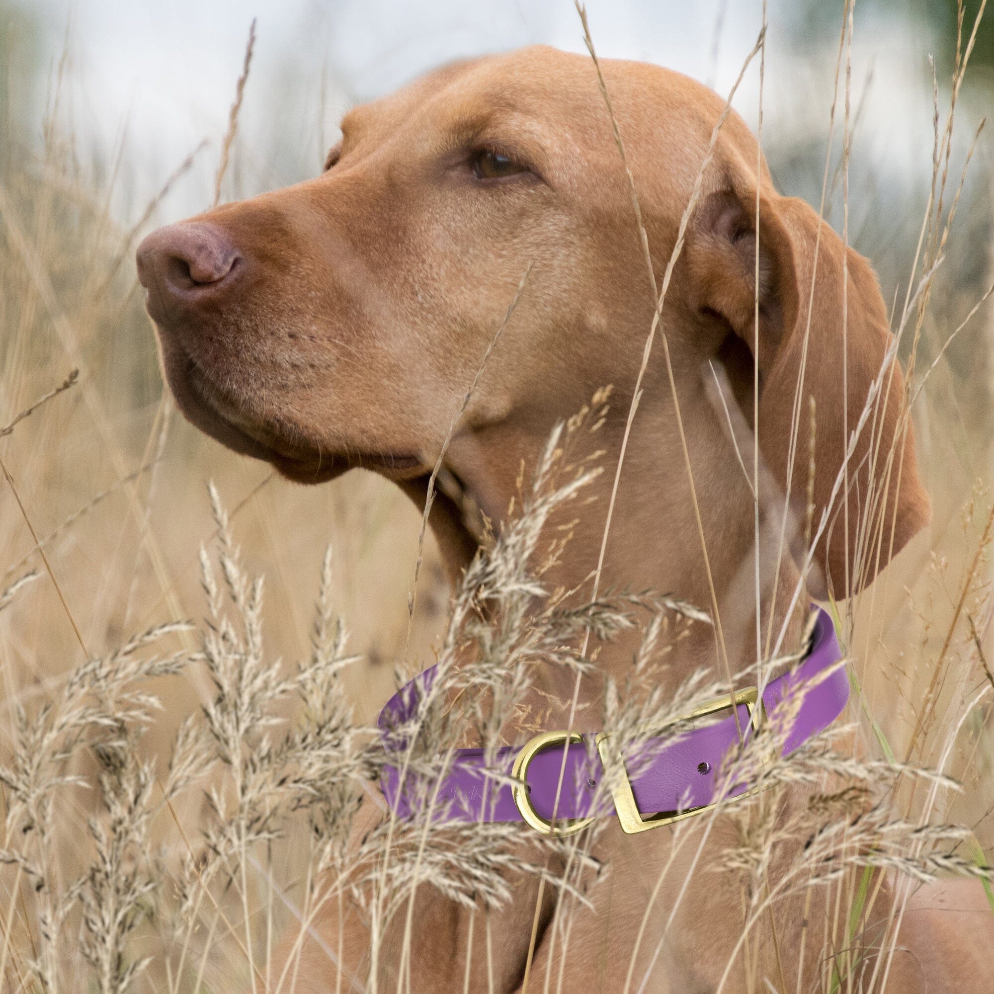 Brass: EXTRA SMALL (9-12"long, 1/2"wide) BioThane Collar