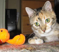 Kitty-Bat-About Cat Toys with Rattles