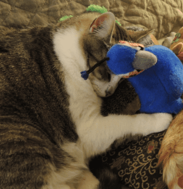 Kitty-Bat-About Cat Toys with Rattles