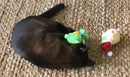 Kitty Combo Catnip & Rattle Cat Toy / Organic Catnip