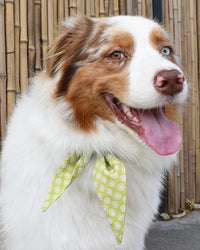 The Classic Necktie