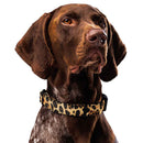 Brown dog wearing a leopard print collar on a white background