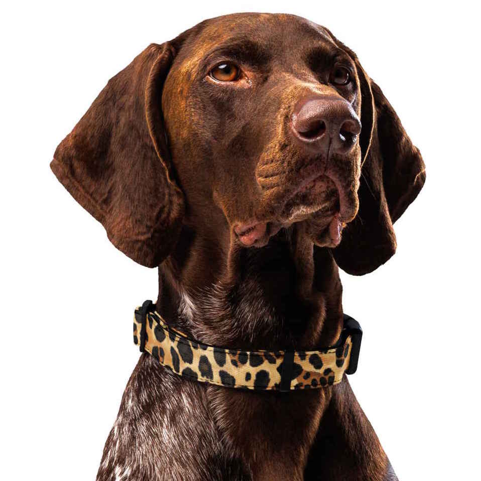 Brown dog wearing a leopard print collar on a white background