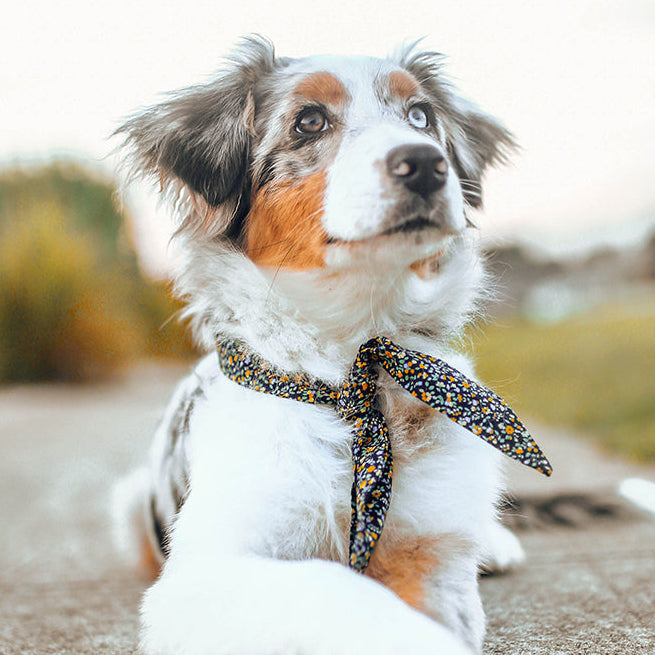 The Adventure Necktie