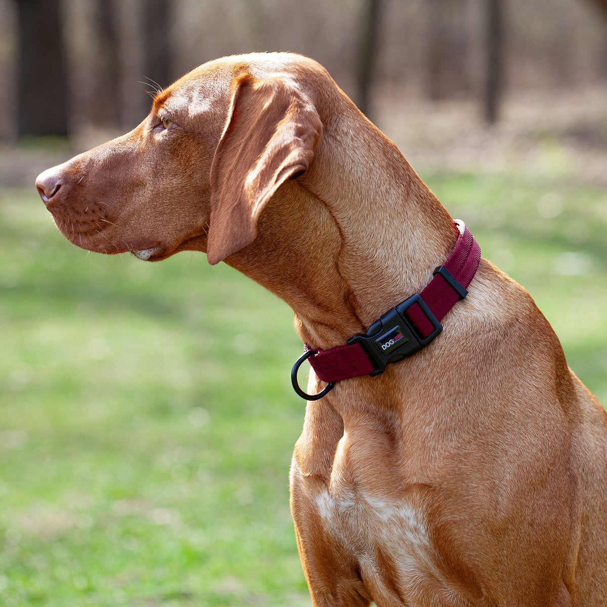 Nylon Pet Collar - Durable Plastic Quick-Release Buckle
