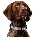 Argyle and Polka Dot Dog Collar & Leash