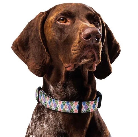 Argyle and Polka Dot Dog Collar & Leash