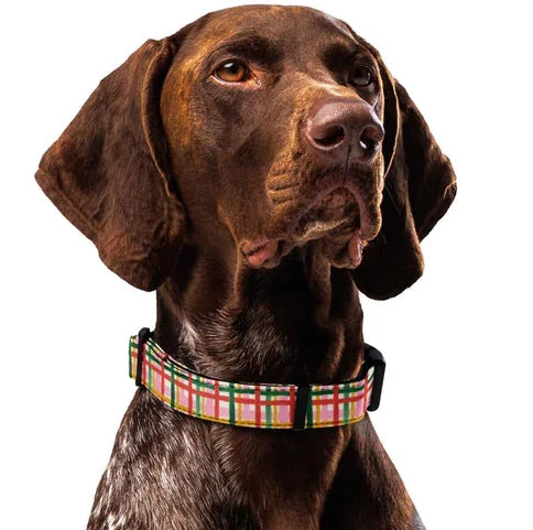 Plaid and Speckles Dog Collar & Leash