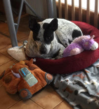Pillow Pals Squeaky Stuffed Dog Toys: M, L & XL