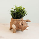 Pig Planter - Coco Coir Pots | LIKHÂ