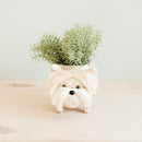 Westie Planter - Coco Coir Pots | LIKHÂ