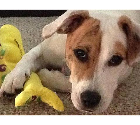 Small NO SQUEAK Plush Dog Toys - Dogs 10-30 lbs