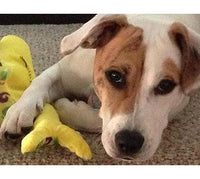 Small Stuffed SQUEAKY Dog & Puppy Toys / 10-30 lbs.