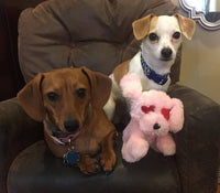 SMALL & TINY Hearts, Love & Candy Pet Toys: Squeak & NO SQUEAK
