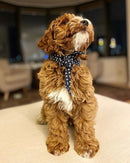 The Classic Necktie