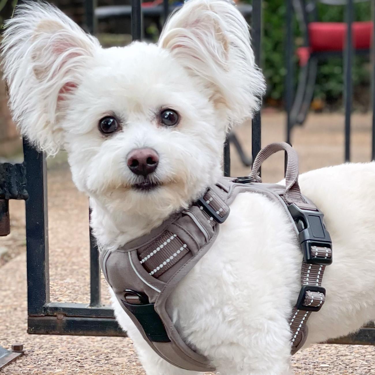 Venture Paw Pull Control Dog Harness - Solid Color