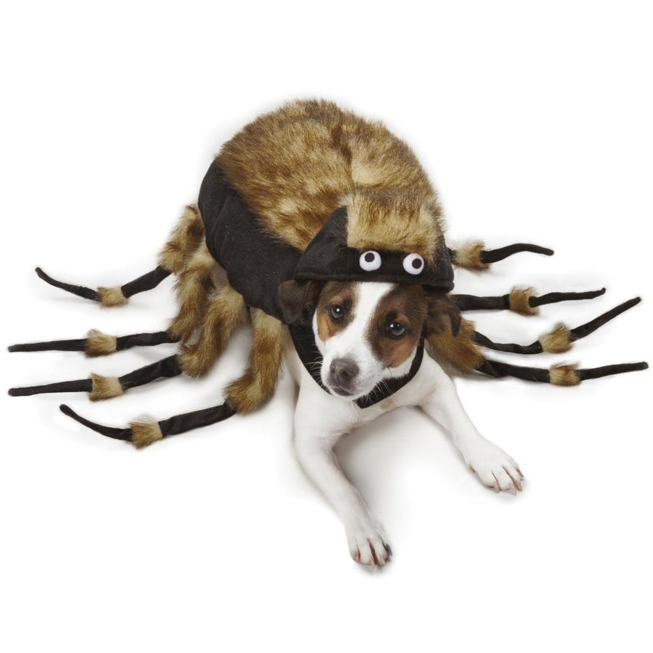 Tarantula Dog Costume - Zack & Zoey